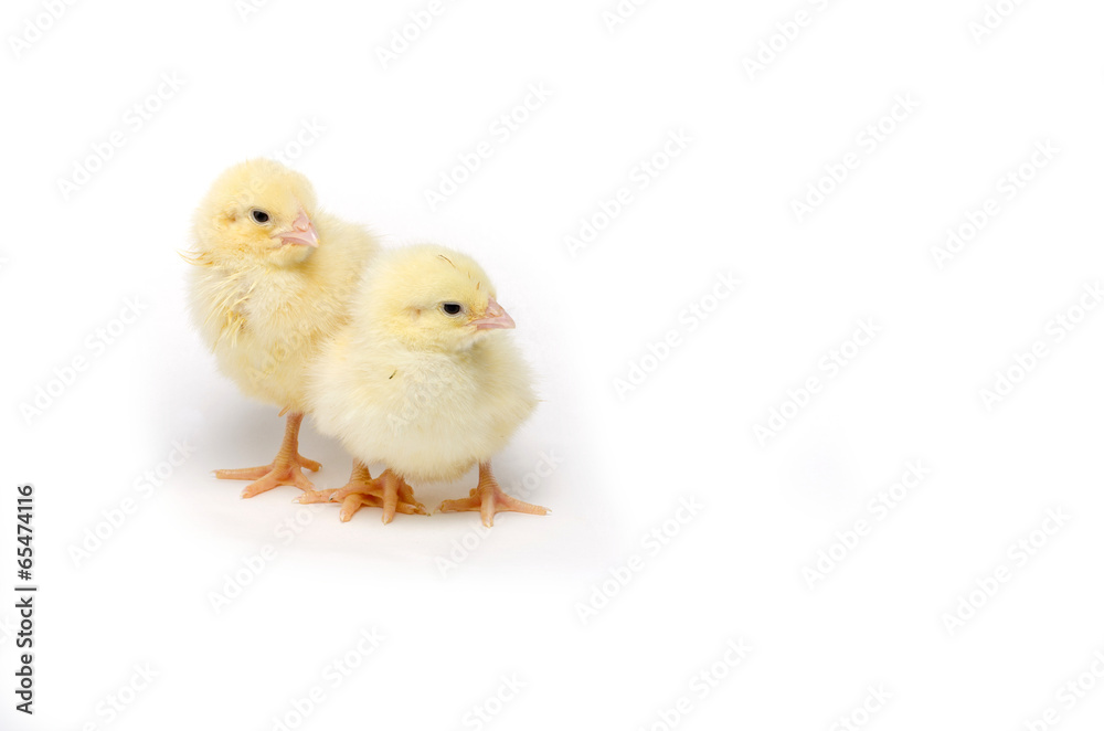 Two Little chicken isolated on white background Two Little chicken isolated on white background