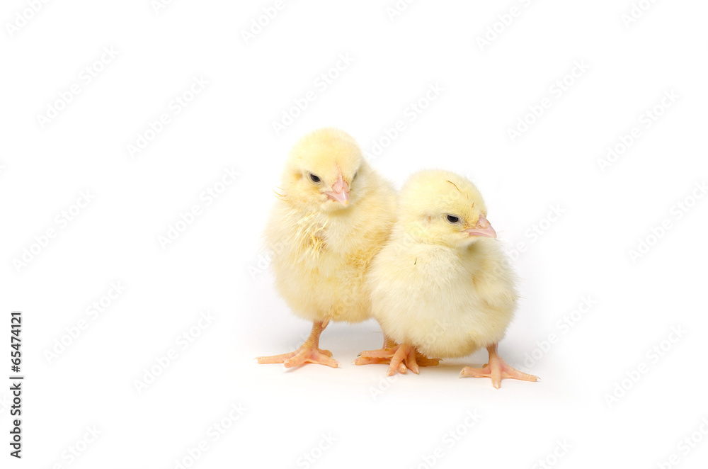 Two Little chicken isolated on white background Two Little chicken isolated on white background