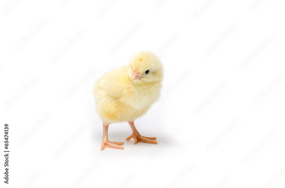 Fototapeta premium Little chicken isolated on white background