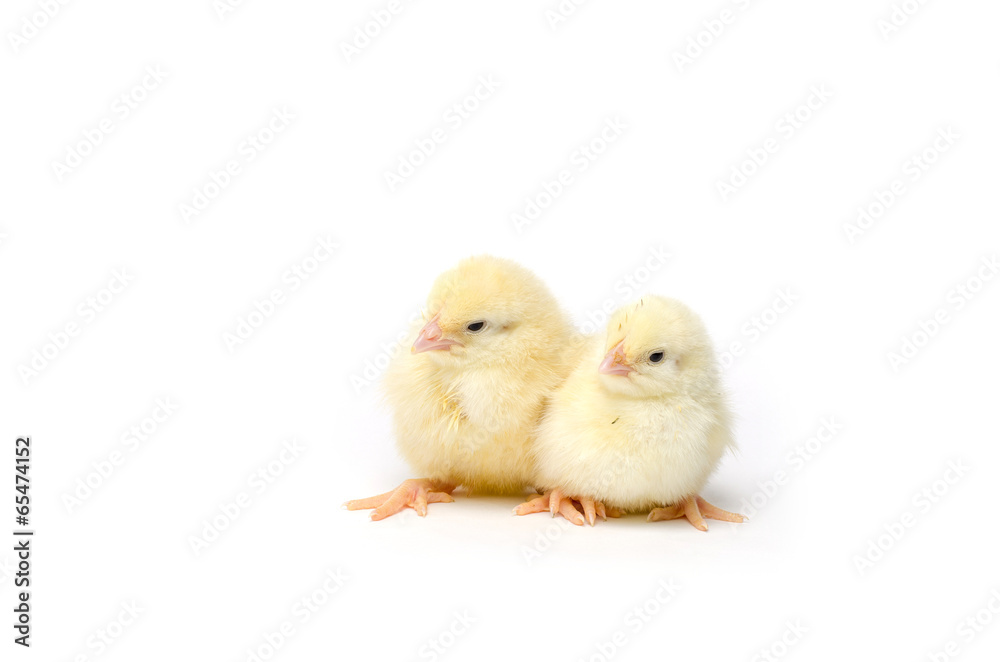 Two Little chicken isolated on white background Two Little chicken isolated on white background