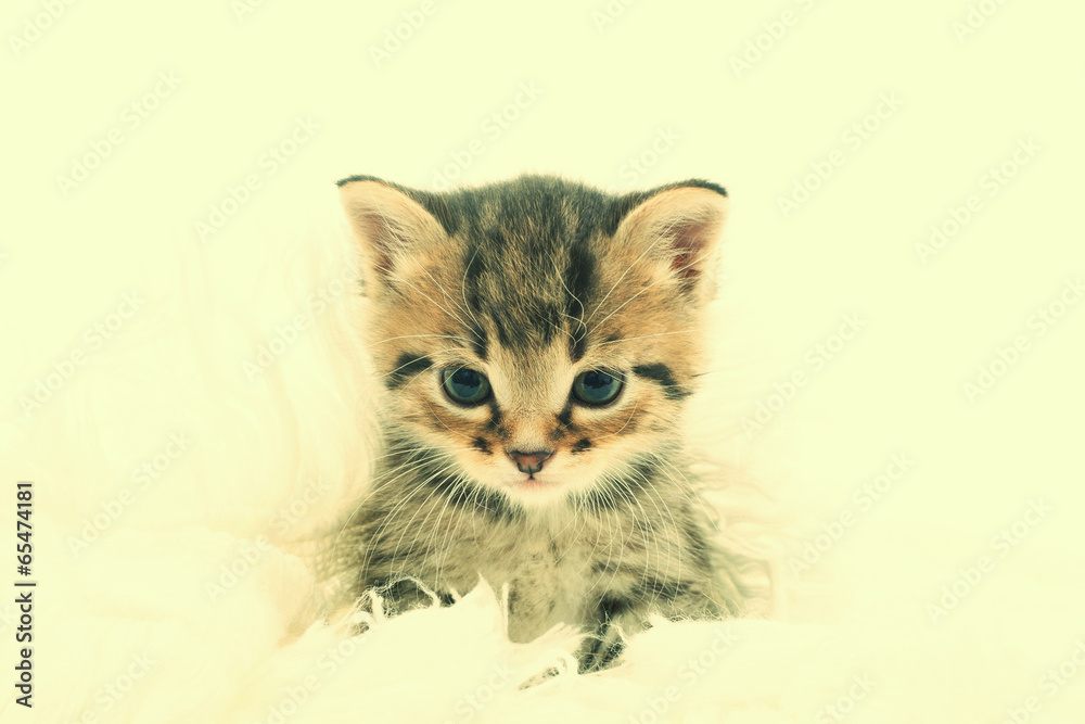 beautiful kitten beautiful kitten