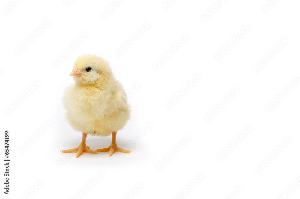 Little chicken isolated on white background Little chicken isolated on white background