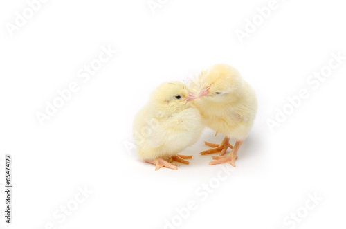 Two Little chicken isolated on white background