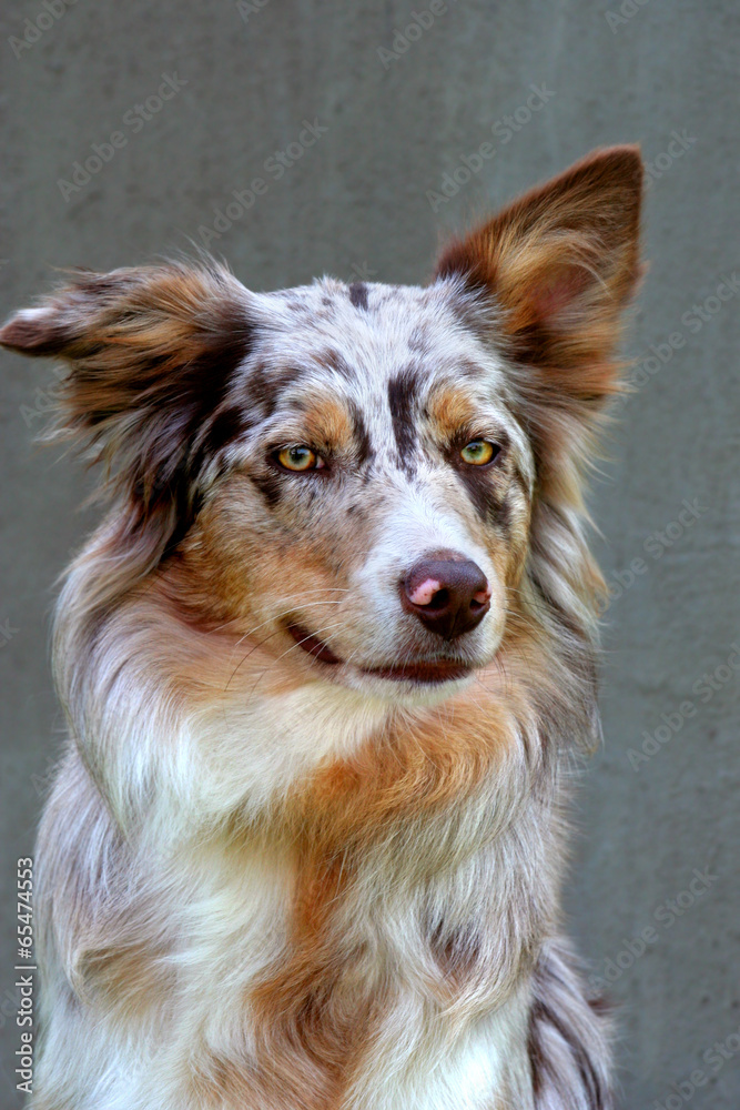 Fototapeta premium Border Collie Merle-Färbung