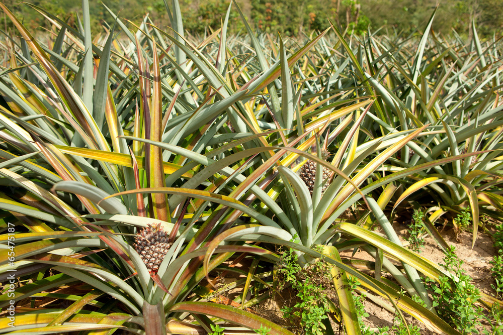 Fototapeta premium The field of pineapples in northern Thailand