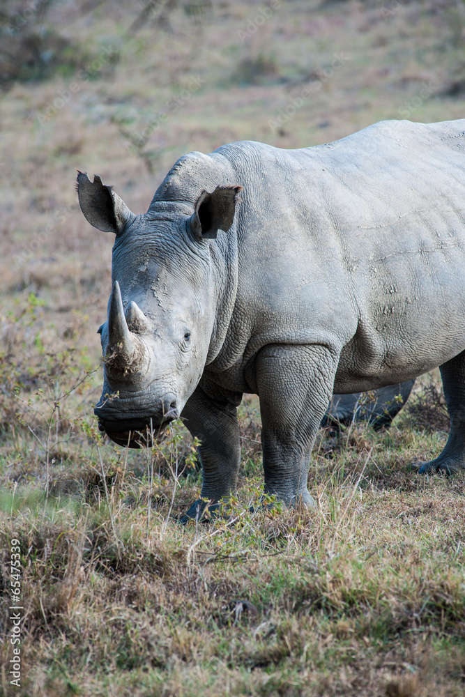 Obraz premium rhino