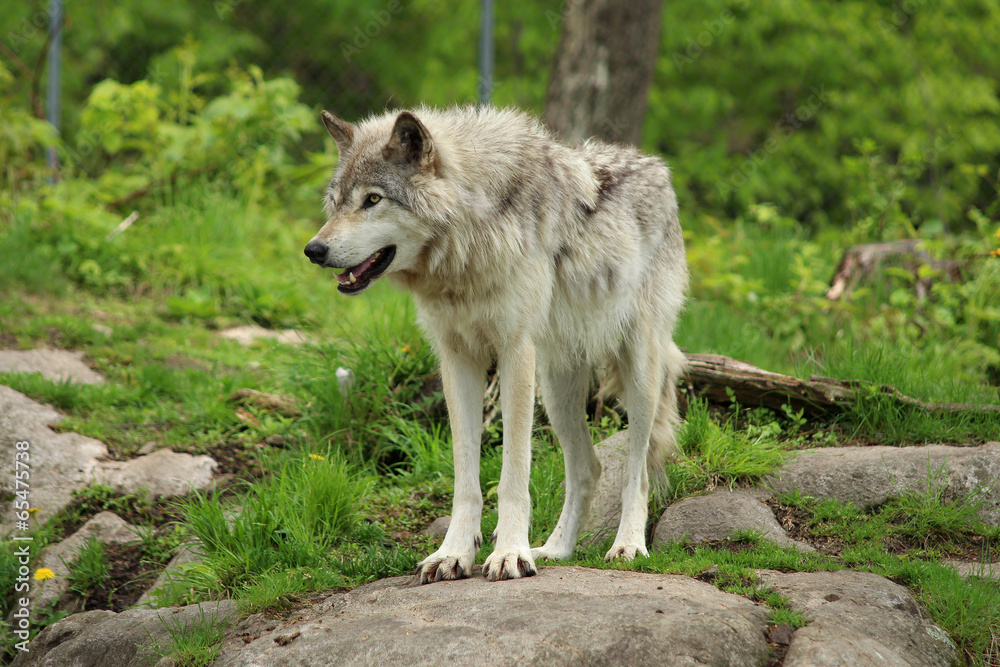 Fototapeta premium Grey wolf standing on a rock in a forest environment