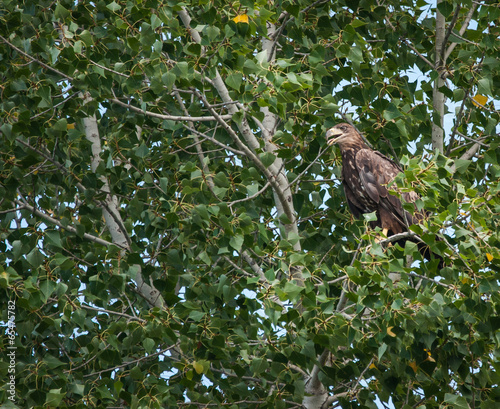 Eagle, Ahtuba, Russia photo