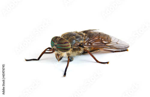 Horsefly