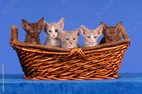 Foto LaPerm Kätzchen Kitten im Korb auf Blau