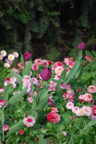 Tulips and Bellis perennis