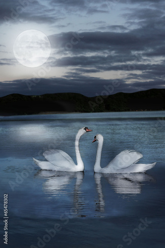 pair of swans at night during the full moonlight