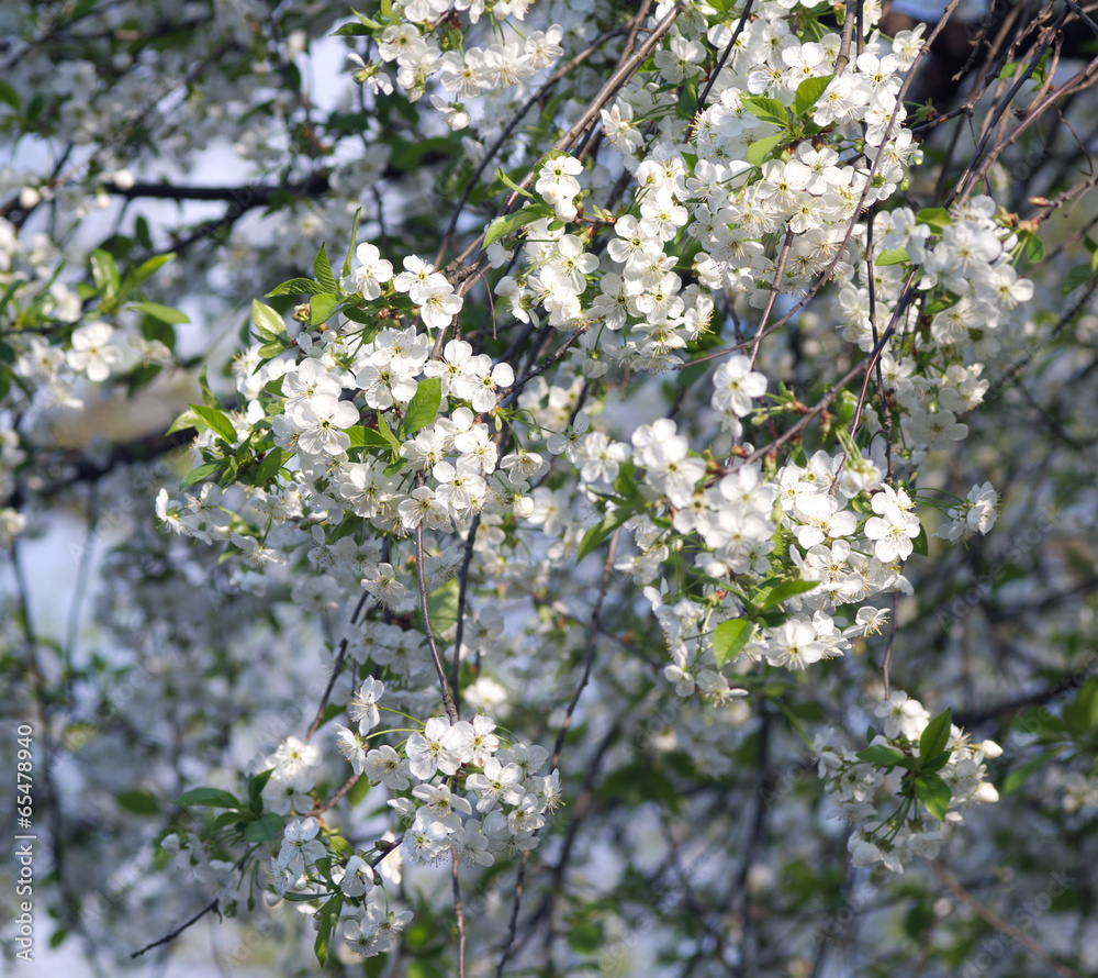 Blossoming tree of a cherry in the spring