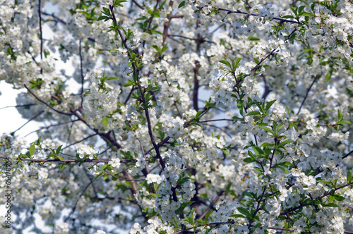 Blossoming tree of a cherry in the spring