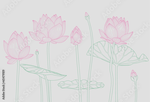water lily