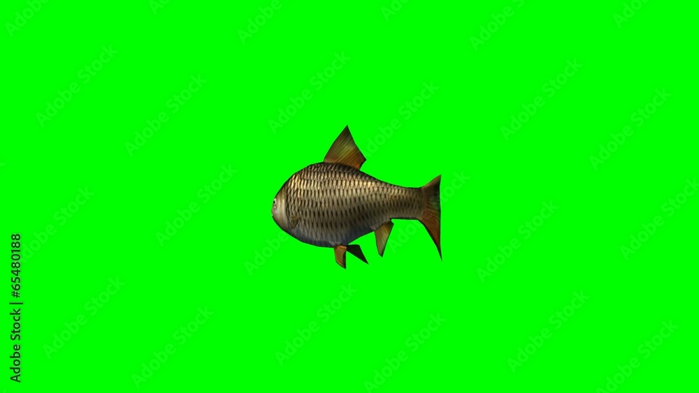 carp fish swimming fast - green screen