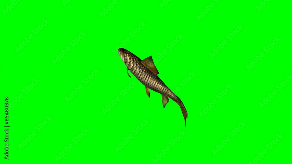 carp fish swimming fast - green screen