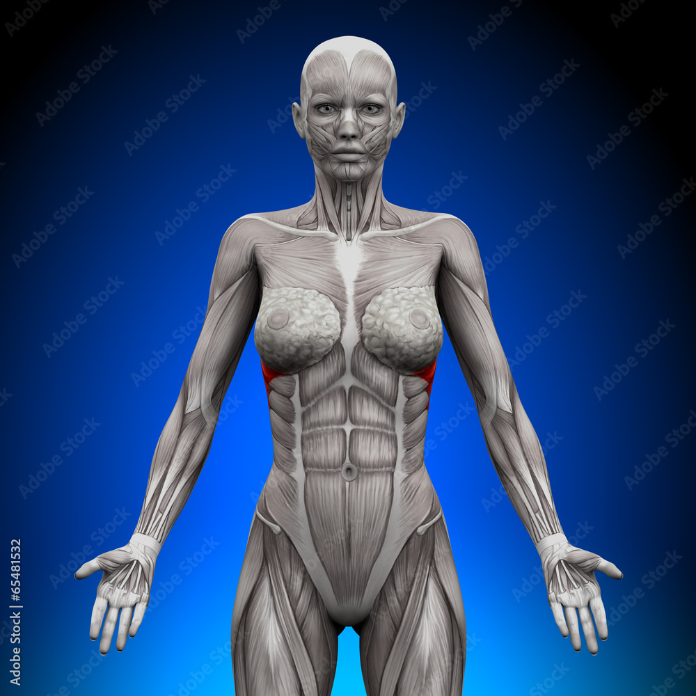 Obraz premium Serratus Anterior - Female Anatomy Muscles