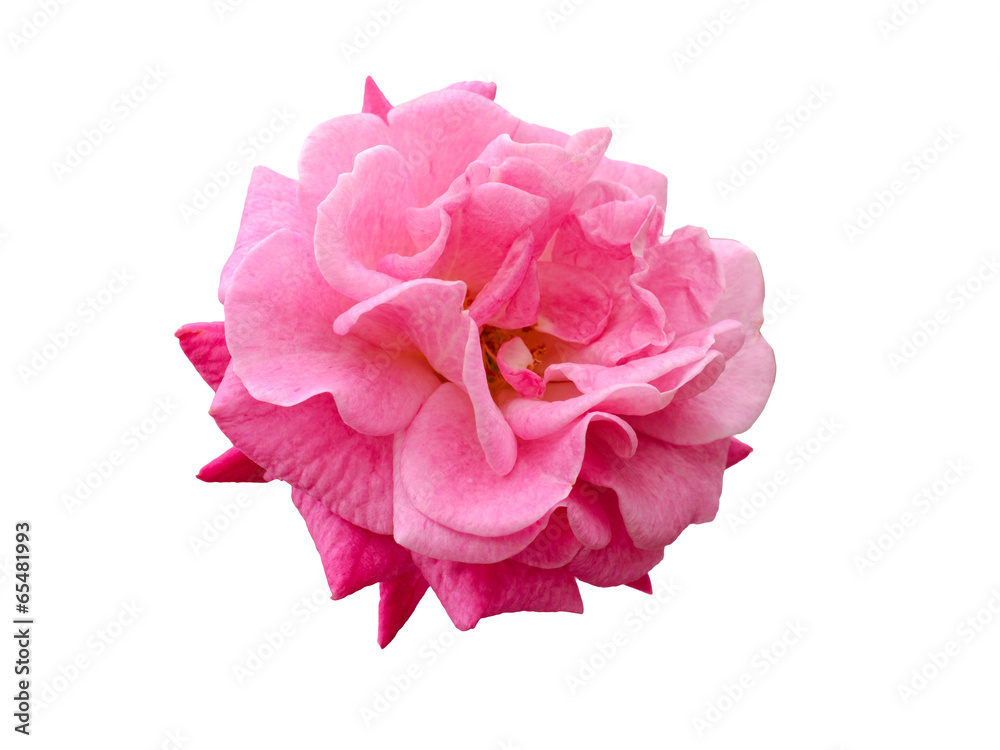 bright beautiful  pink rose - obrazy, fototapety, plakaty 