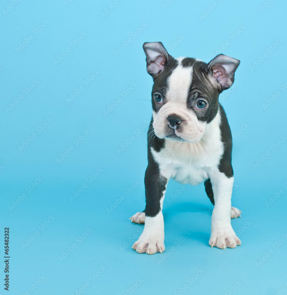 Boston Terrier Puppy Boston Terrier Puppy