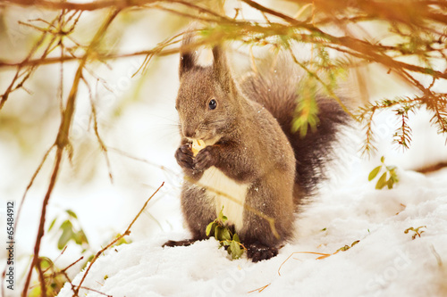 Eichhörnchen im Unterholz