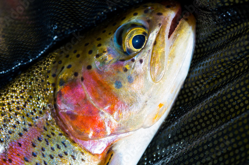 Native Deschutes Redside Rainbow Trout photo