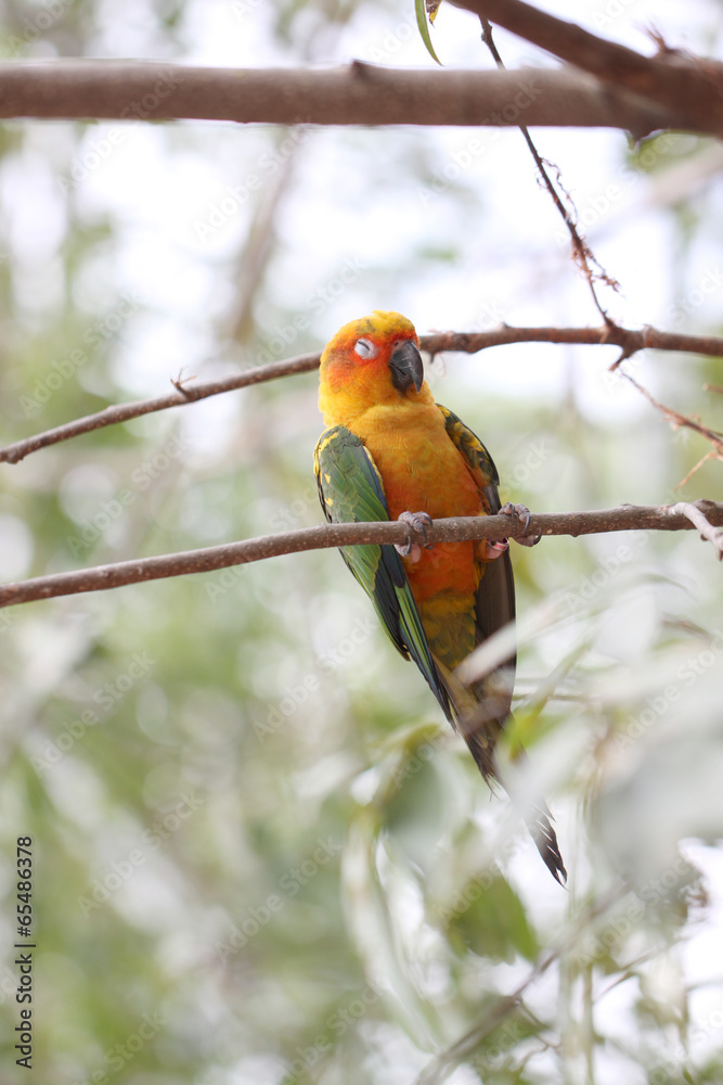 Fototapeta premium parakeet or parrot is sleeping on tree branch.