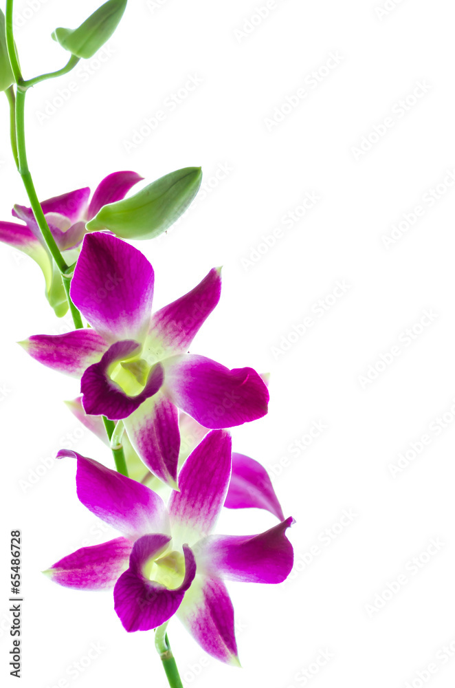 Obraz premium Orchind isolated white background