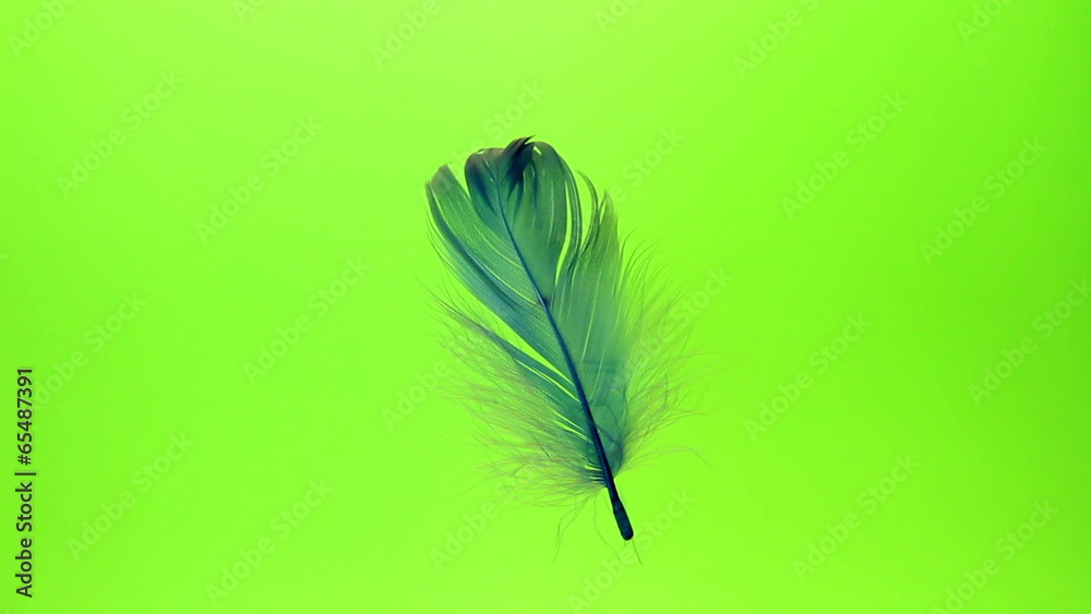 flying feather