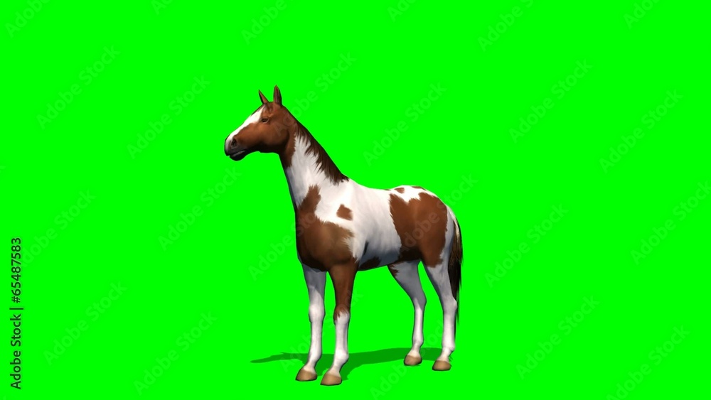 Horse rising - green screen Horse rising - green screen