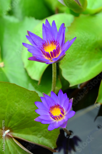 lotus blossoms or water lily flowers blooming