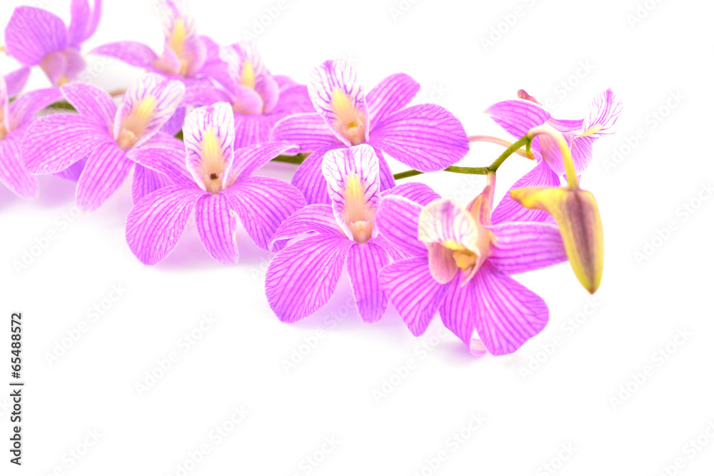 orchid flower