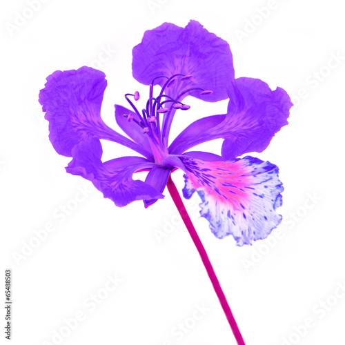 purple flower