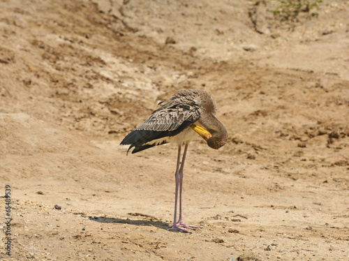 Maribou Stork preening on the River Shore photo