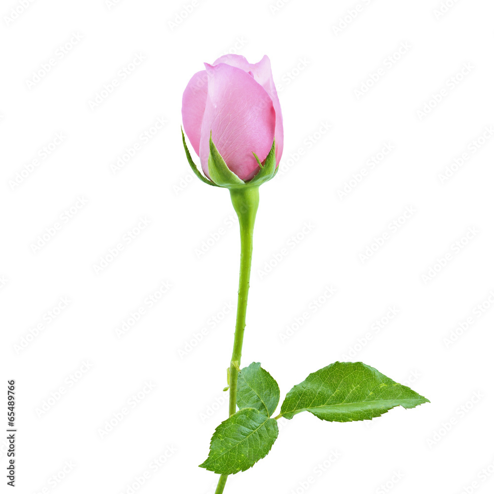 Fototapeta premium Pink roses on a white background