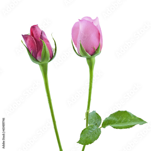 Red and pink roses Isolated on white background