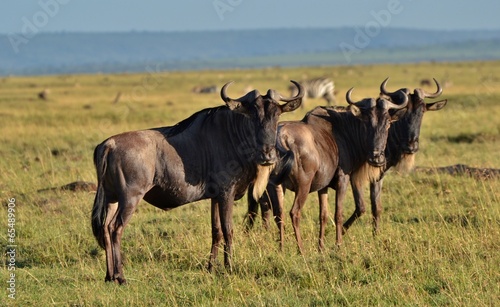 Wildebeest in the Serengeti © michaelfitz