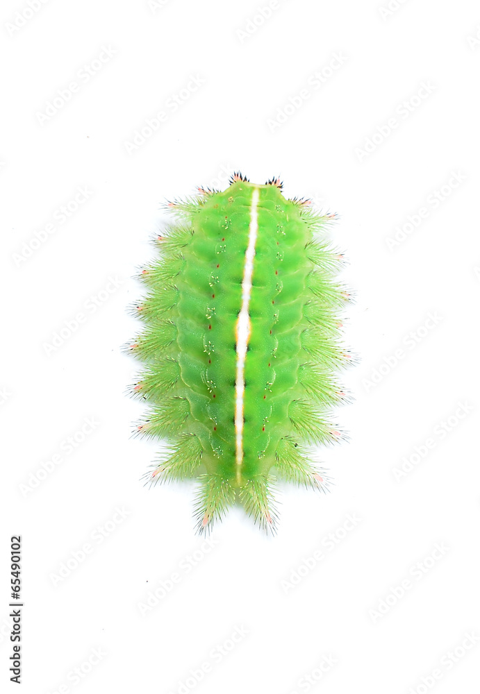 Caterpillar of the Giant Peacock Moth, Saturnia pyri, against wh