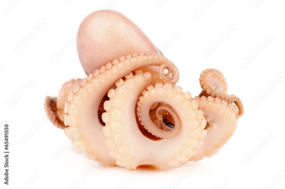Octopus Octopus