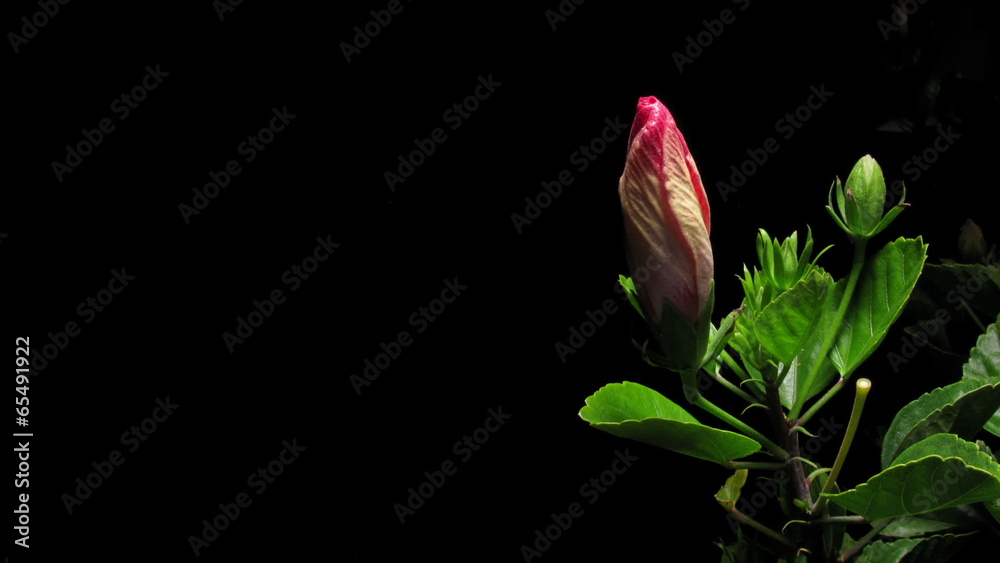 Time-lapse of a hibiscus (Hibiscus sp.) flower blooming.