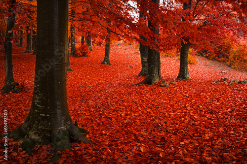 Obrazy do salonu Mglisty tajemniczy jesienny las