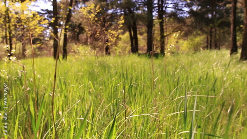 Bright green grass. Animal view. Steadicam smooth shot Bright green grass. Animal view. Steadicam smooth shot