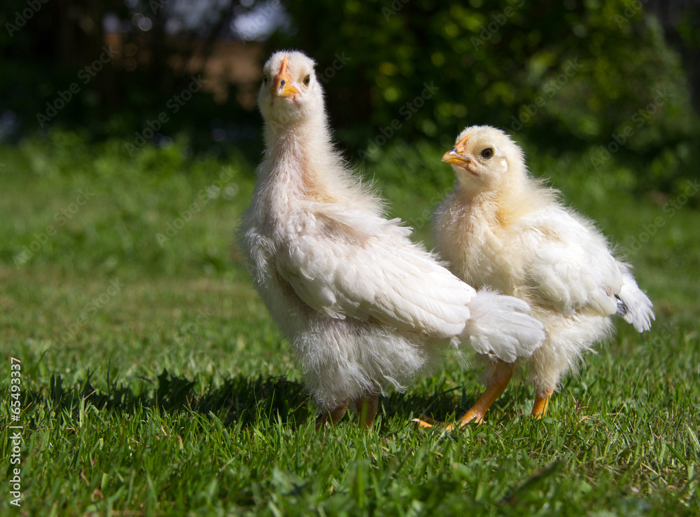 Fototapeta premium Kücken_5