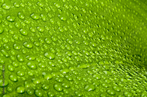 water drops on green plant leaf