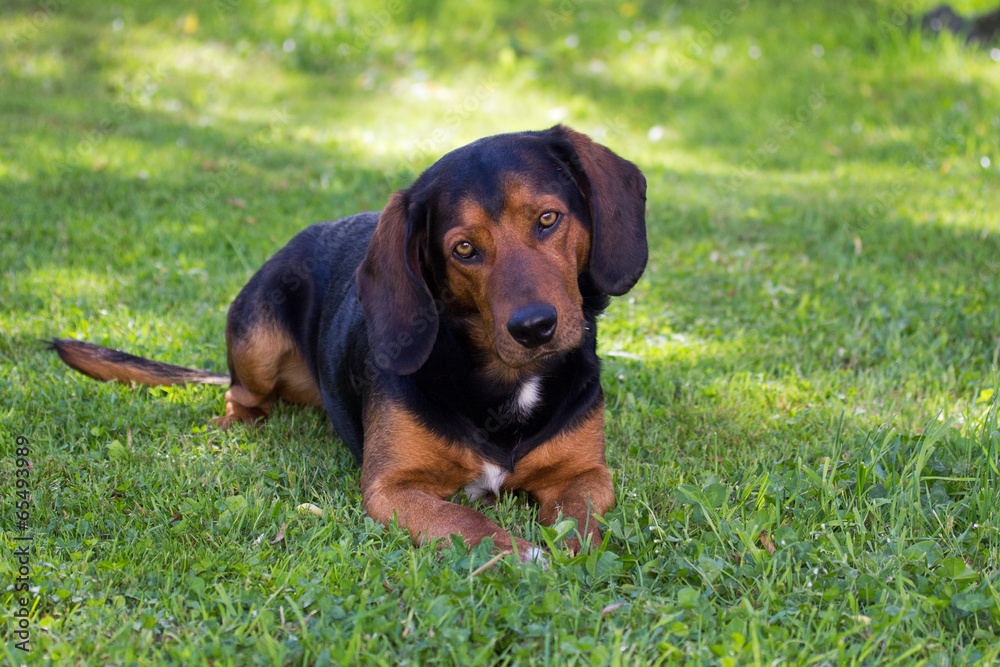 Jagdhund Jagdhund