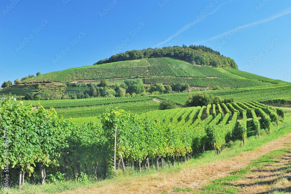 Weinanbaugebiet am Kaiserstuhl im Schwarzwald