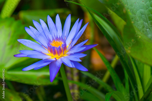 Fototapeta Naklejka Na Ścianę i Meble -  Blue lotus flower