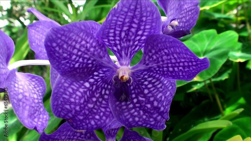 Vanda coerulea orchid ( Blue Vanda). photo