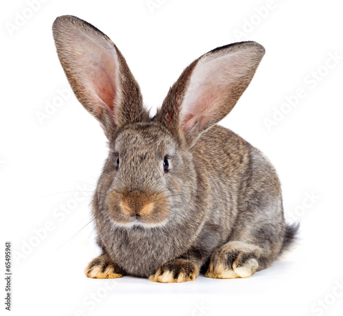 Brown rabbit on white background