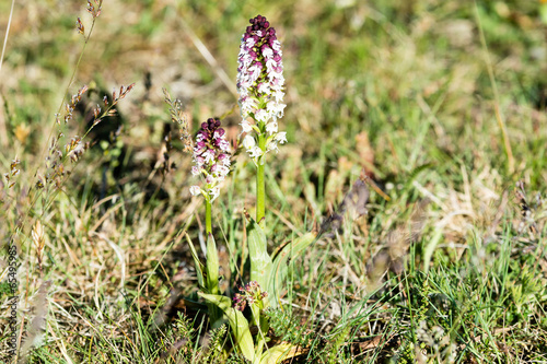 Neotinea ustulata, burnt-tip orchid photo